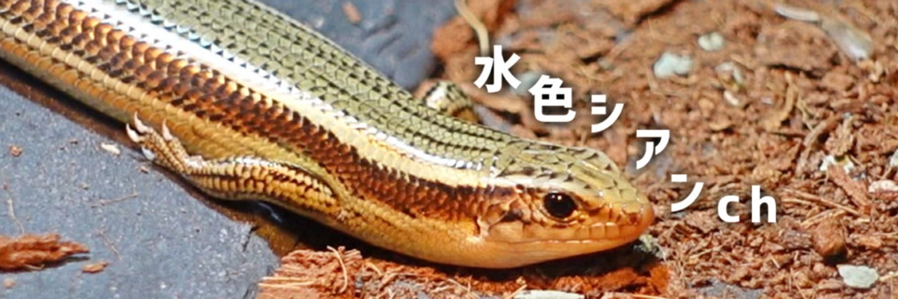 水色シアン💧