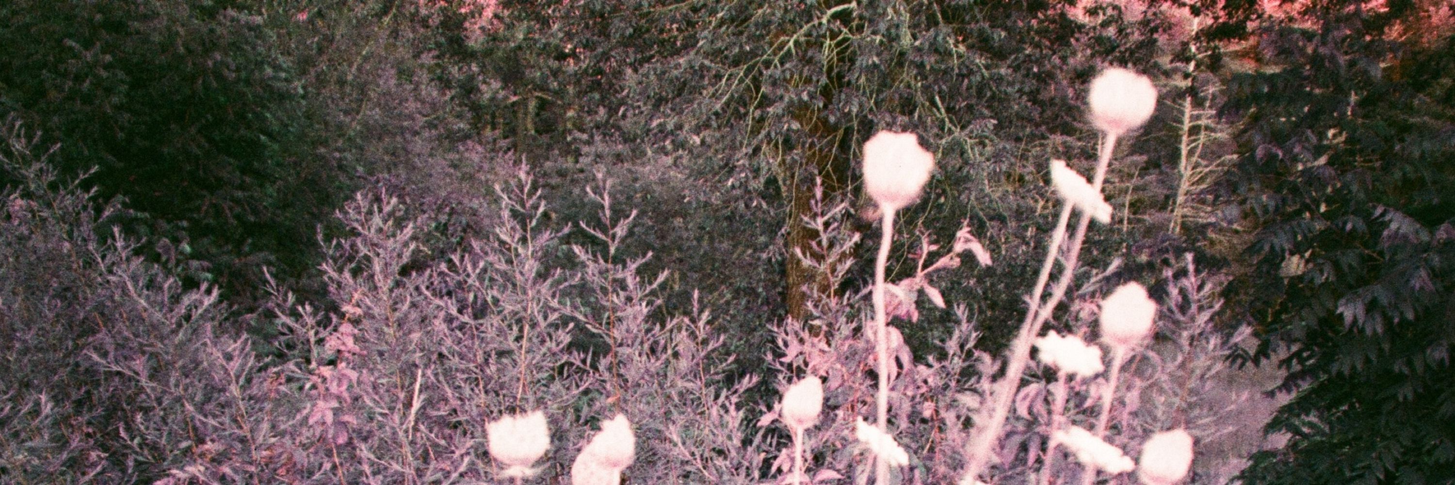 Embryo