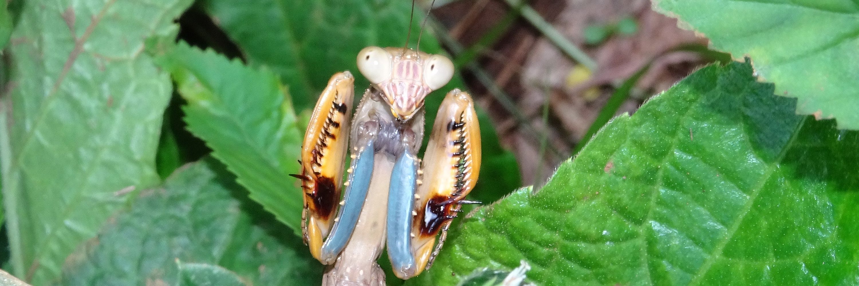 bugsnstuff