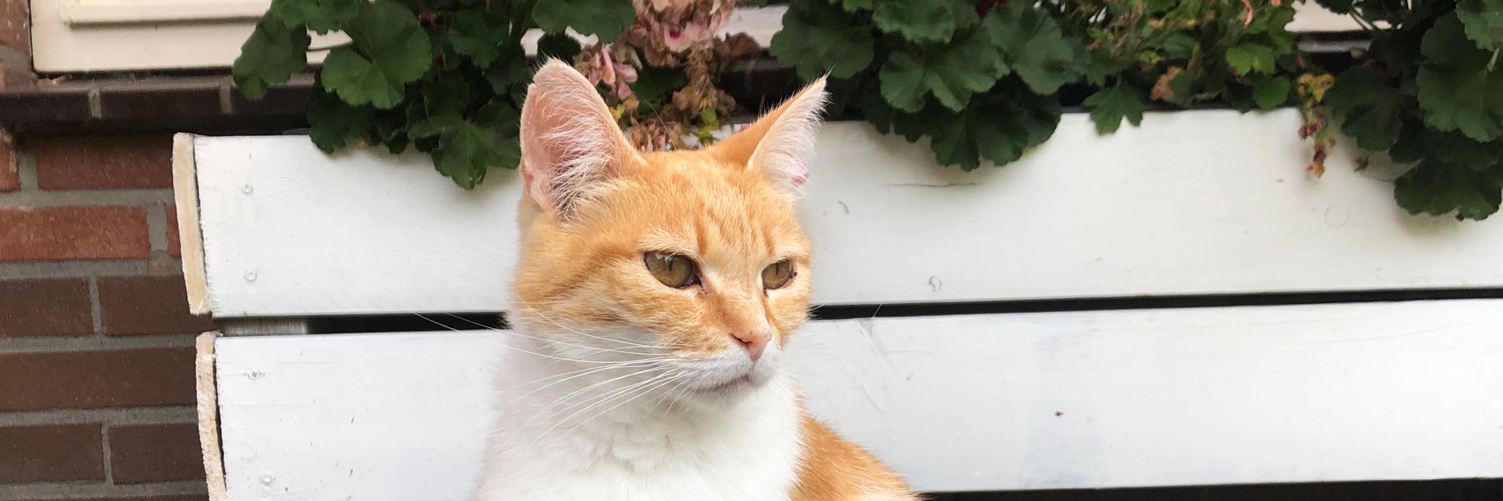 Amy the Cat