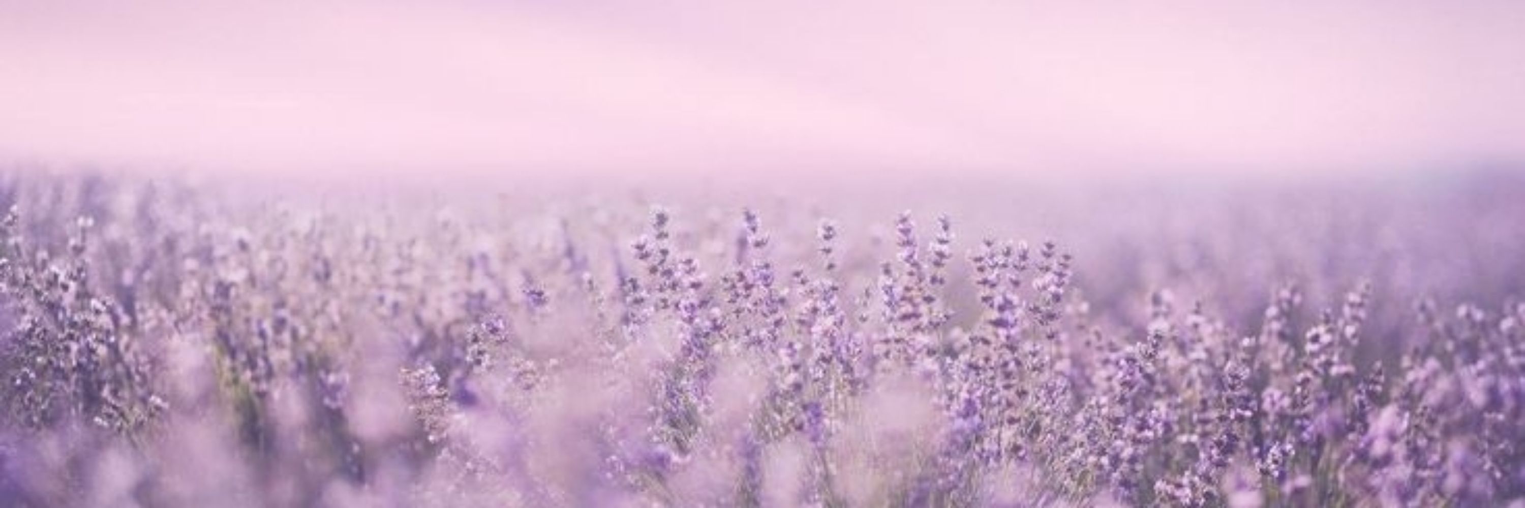 𝓢𝓱𝓲𝓻𝓲𝓪𝓿𝓮 ~`°🌺