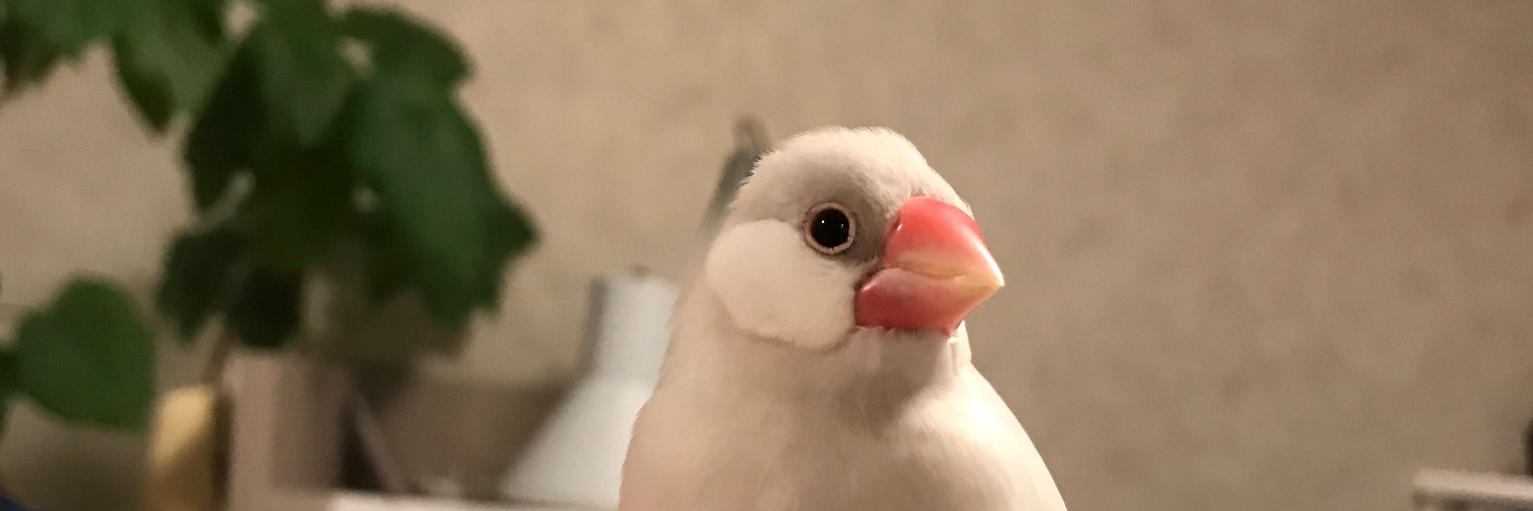 ひゅる