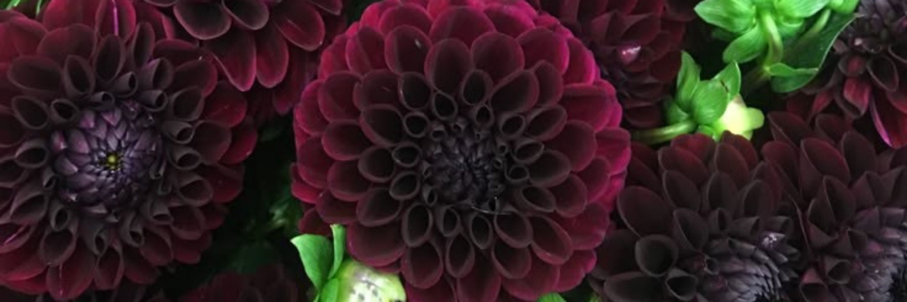 — 𝑽𝒊𝒄𝒌𝒚