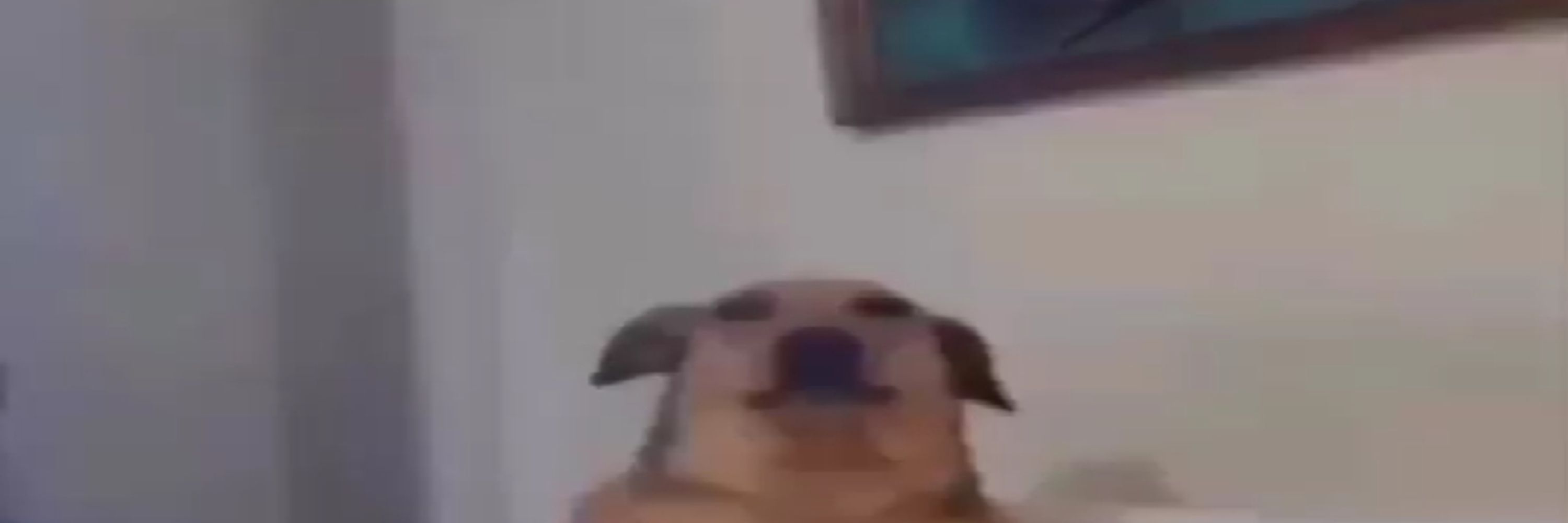 goobuns
