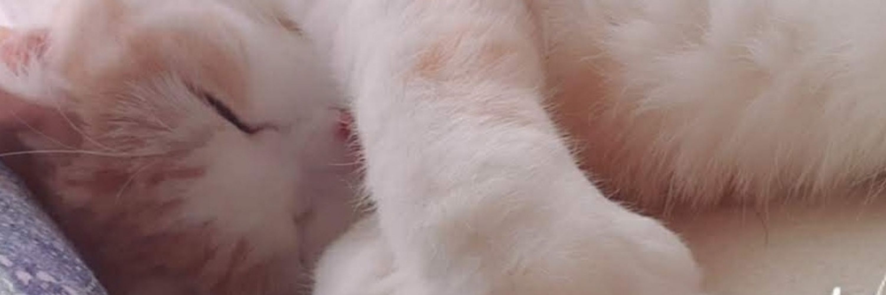 さくら