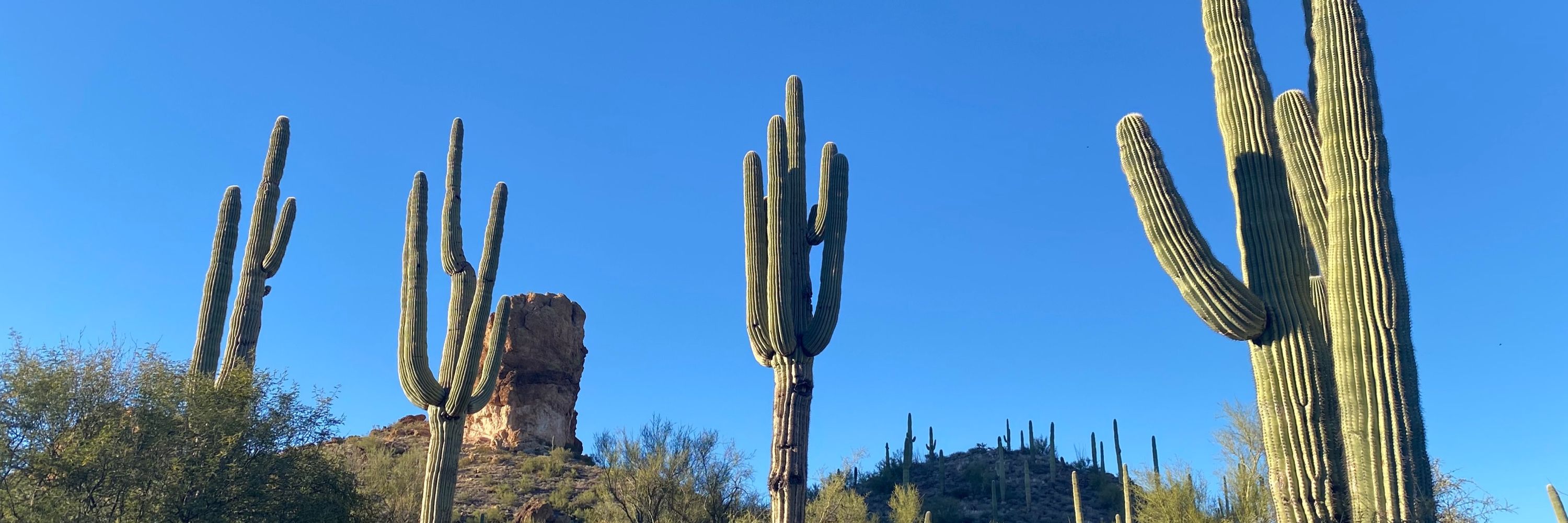 abbo🌵