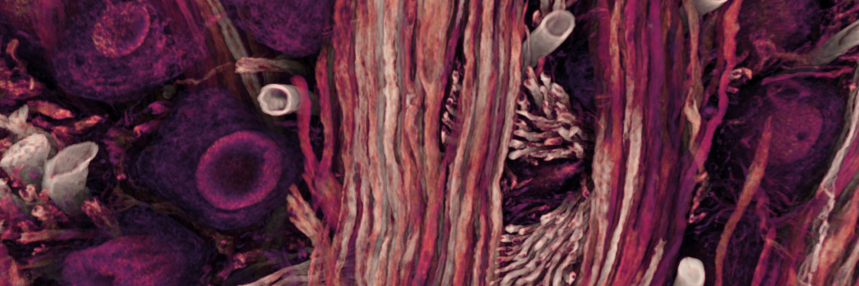 New England Society for Microscopy
