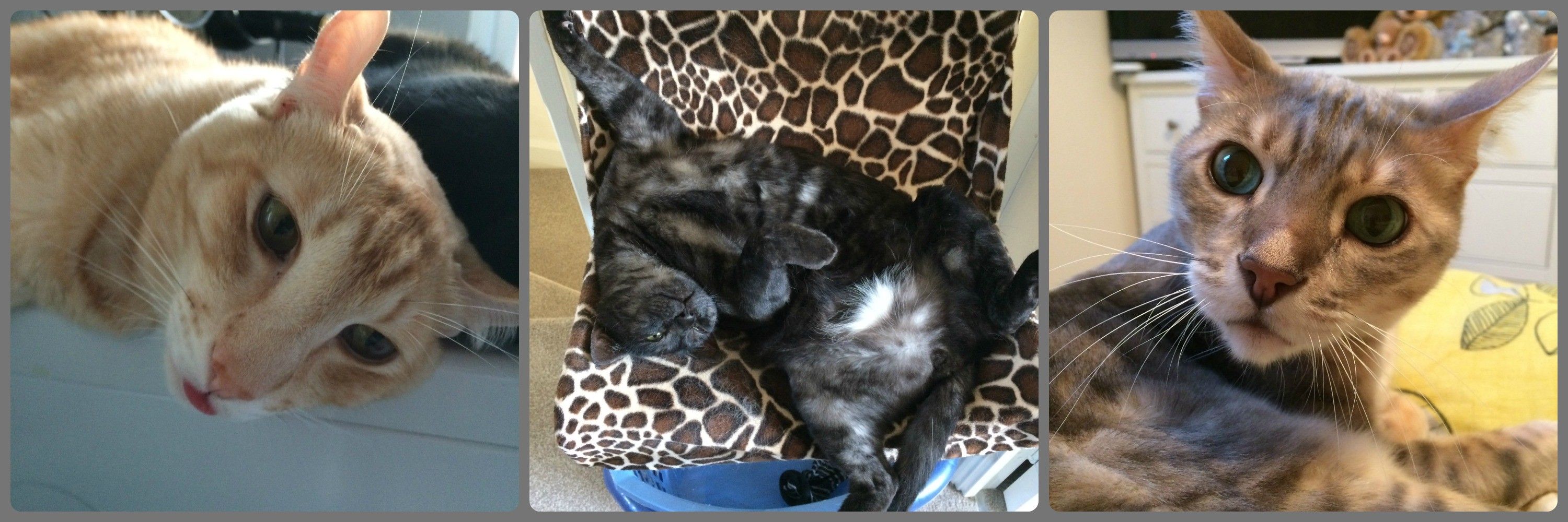 Katz