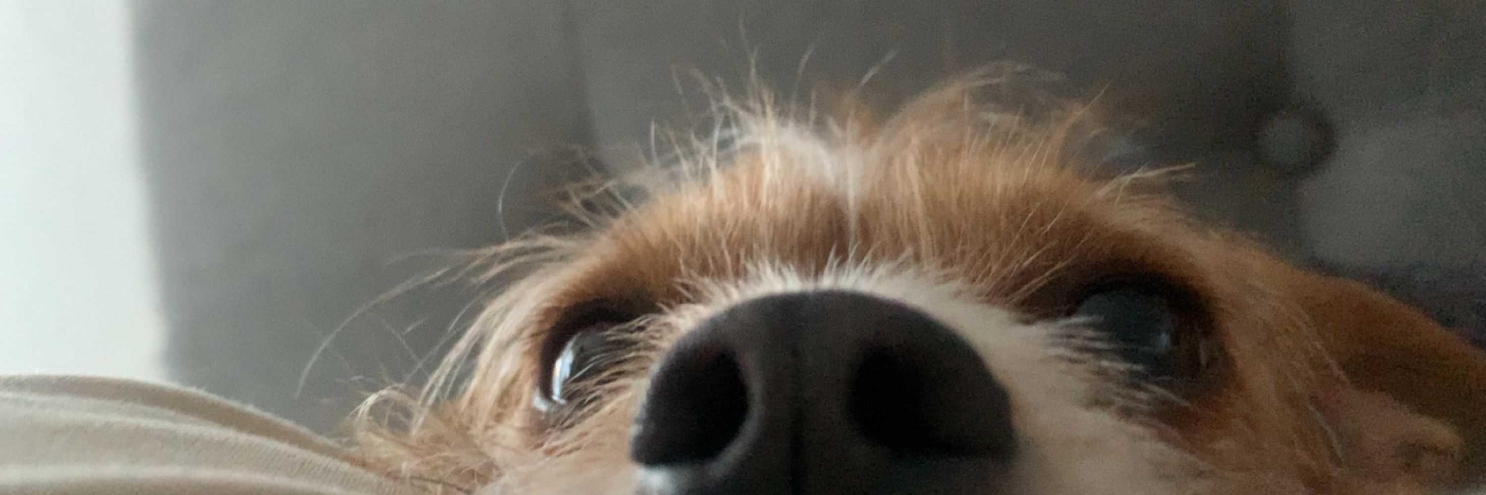 Josie