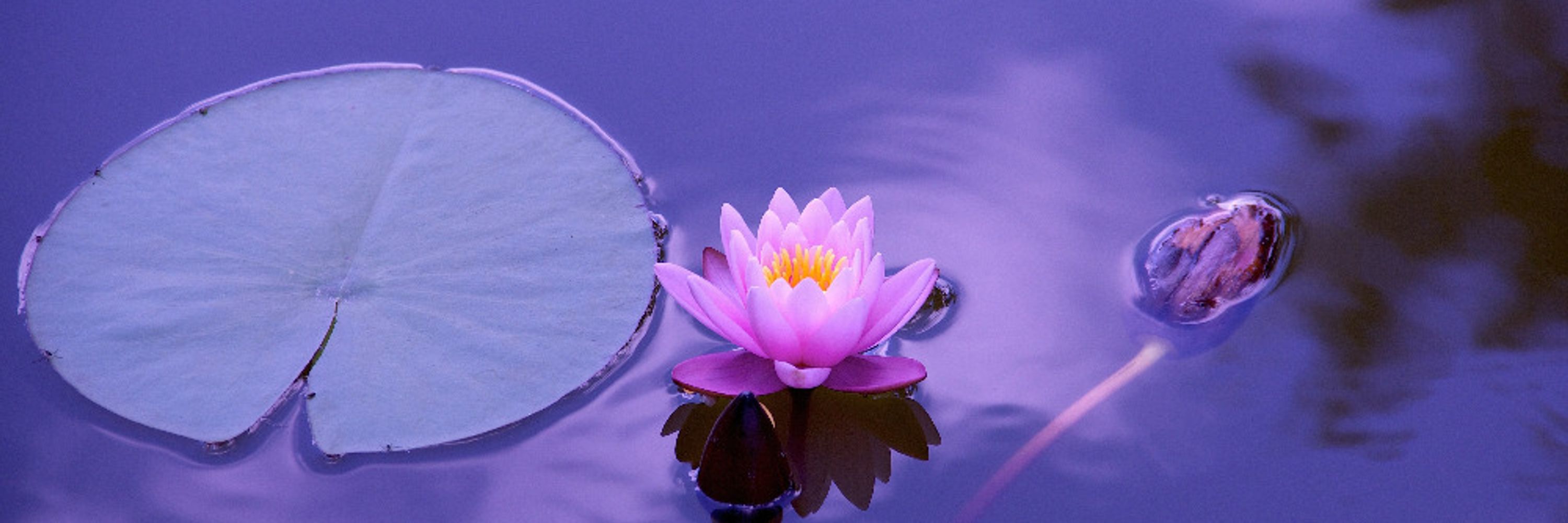 Mindfulness Meditation