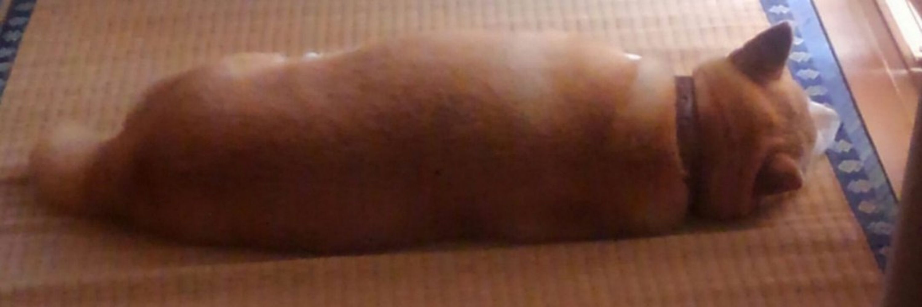 三樫わたる
