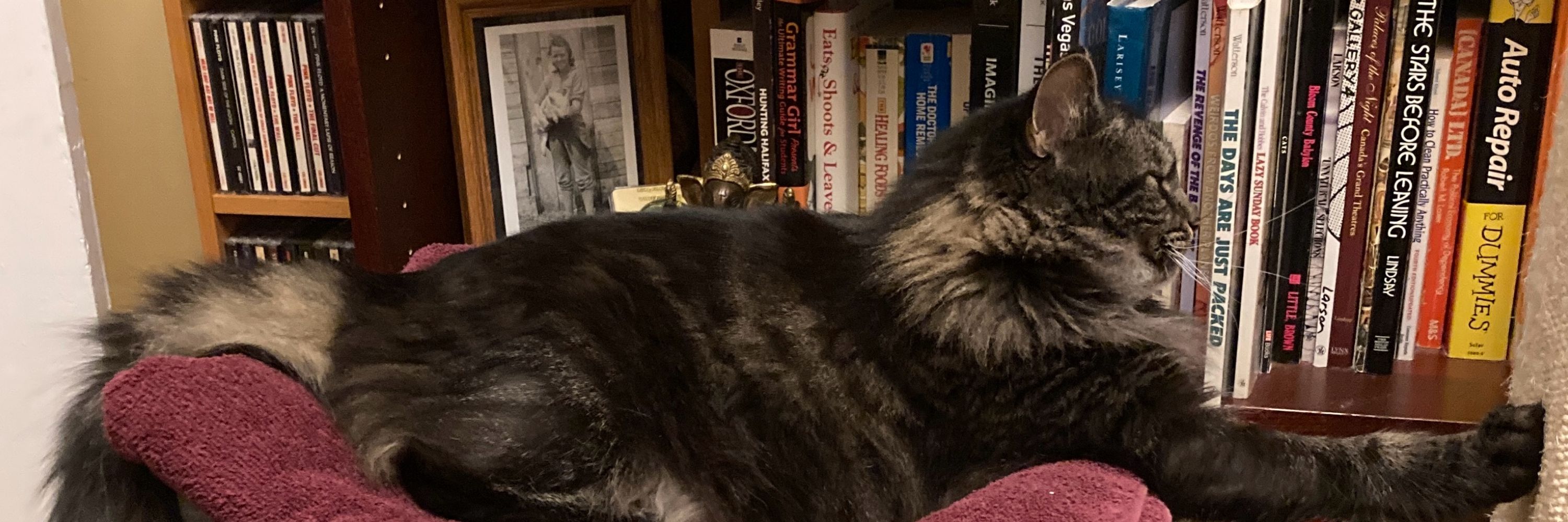 Reading With Cats 📚🐈🇨🇦