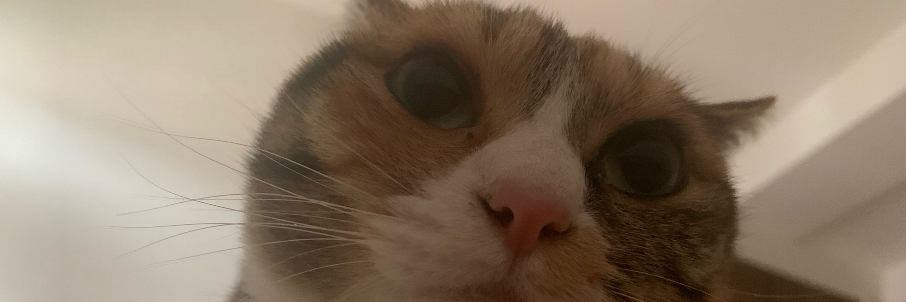りちうむえん