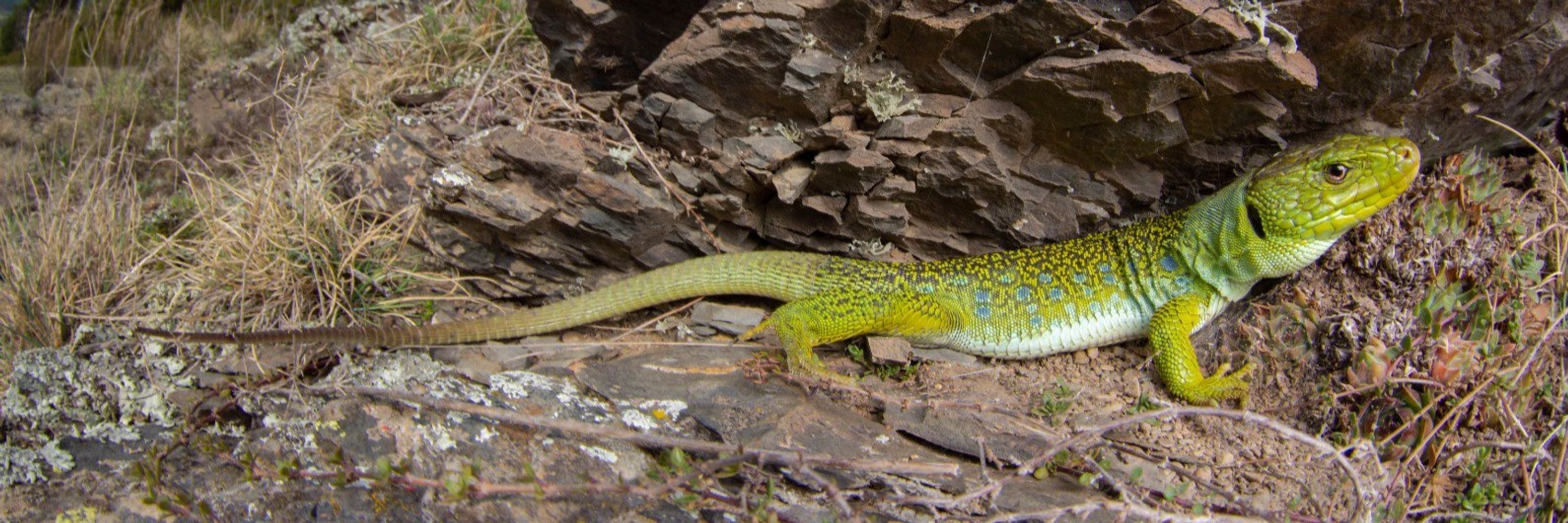 Societat Catalana d'Herpetologia