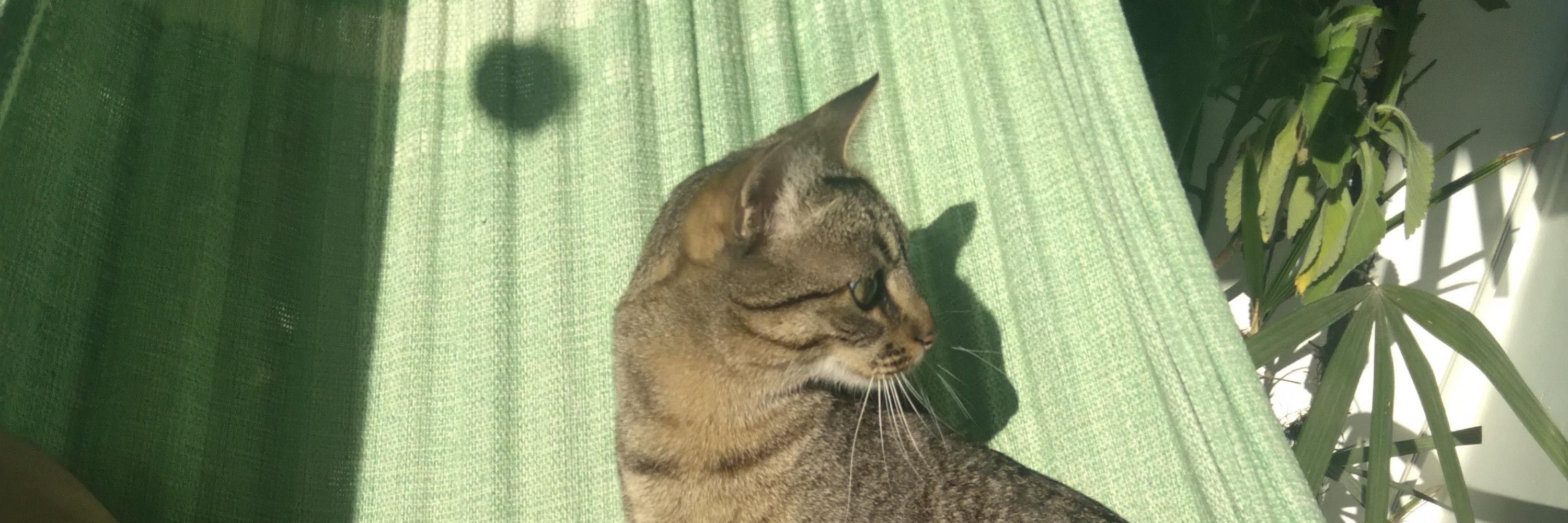 vinicio