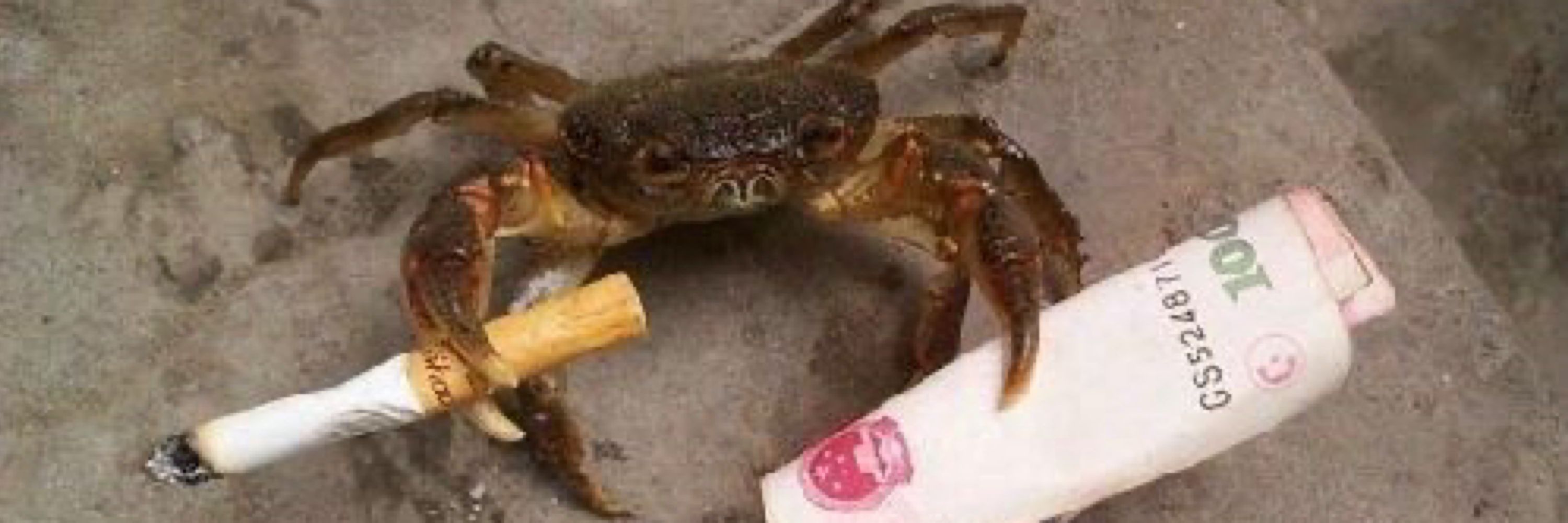 Cathiorro