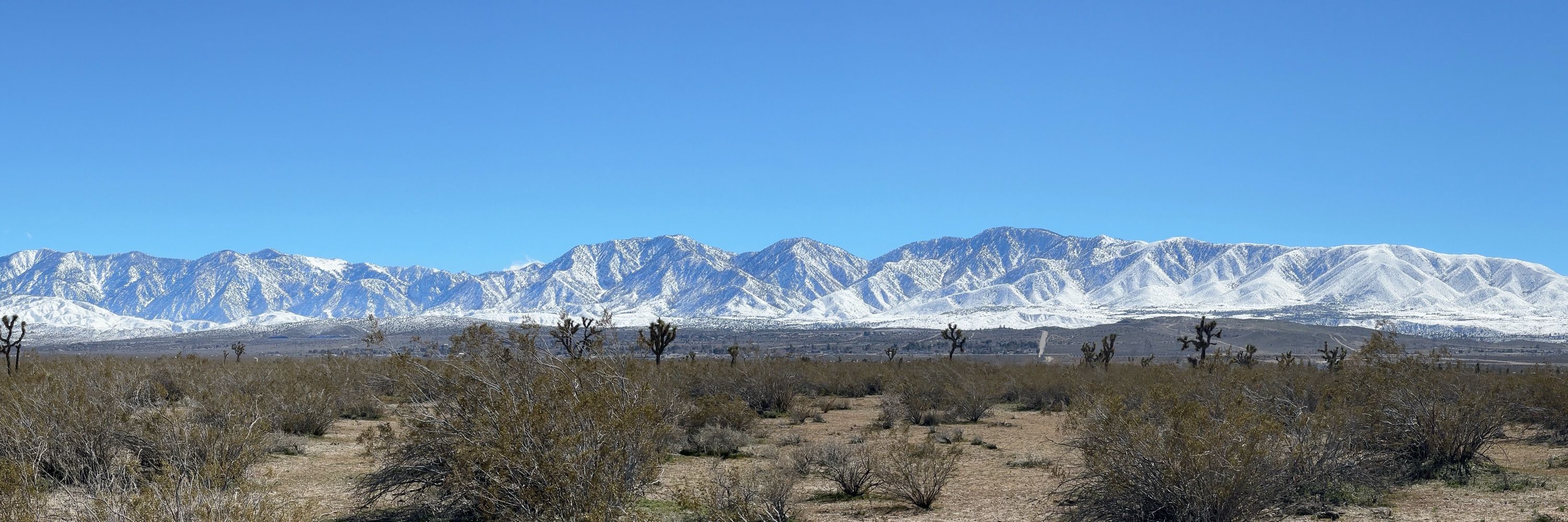 Mojave Green
