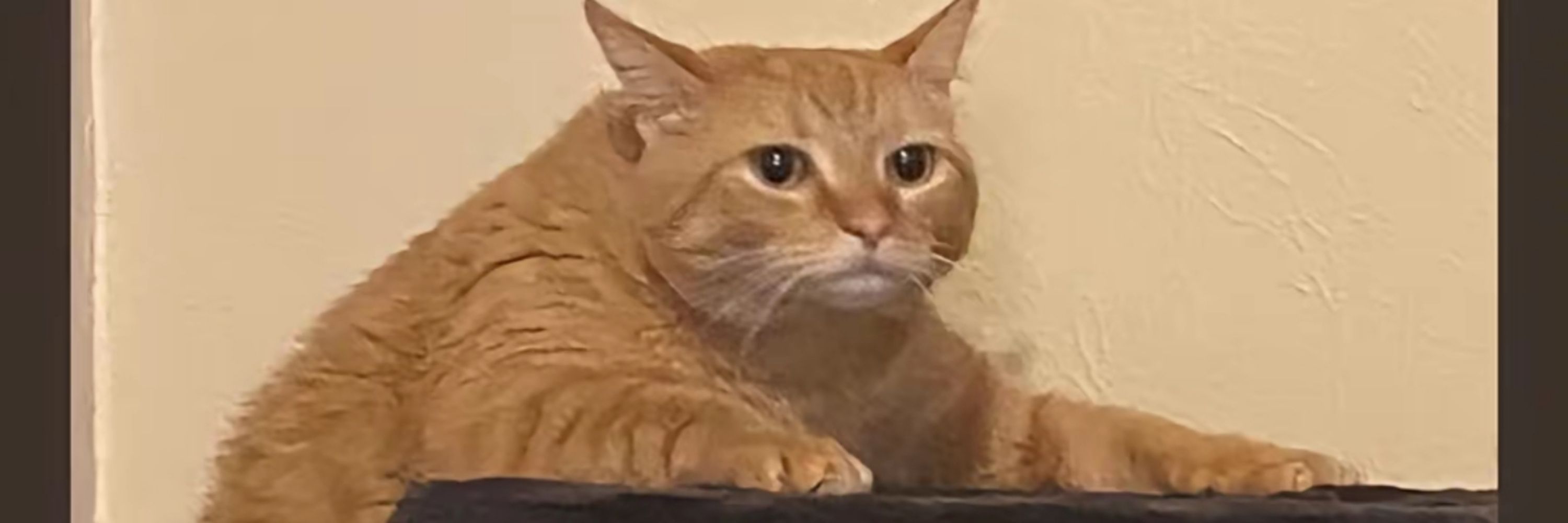 Wex