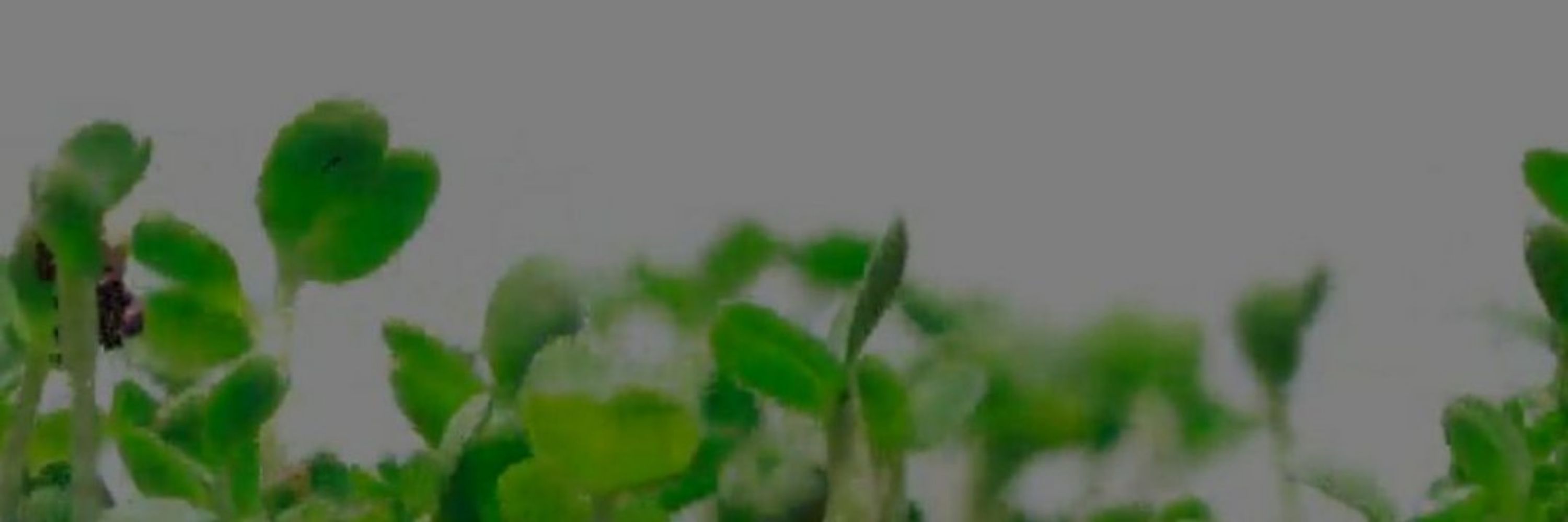 @Devotolab