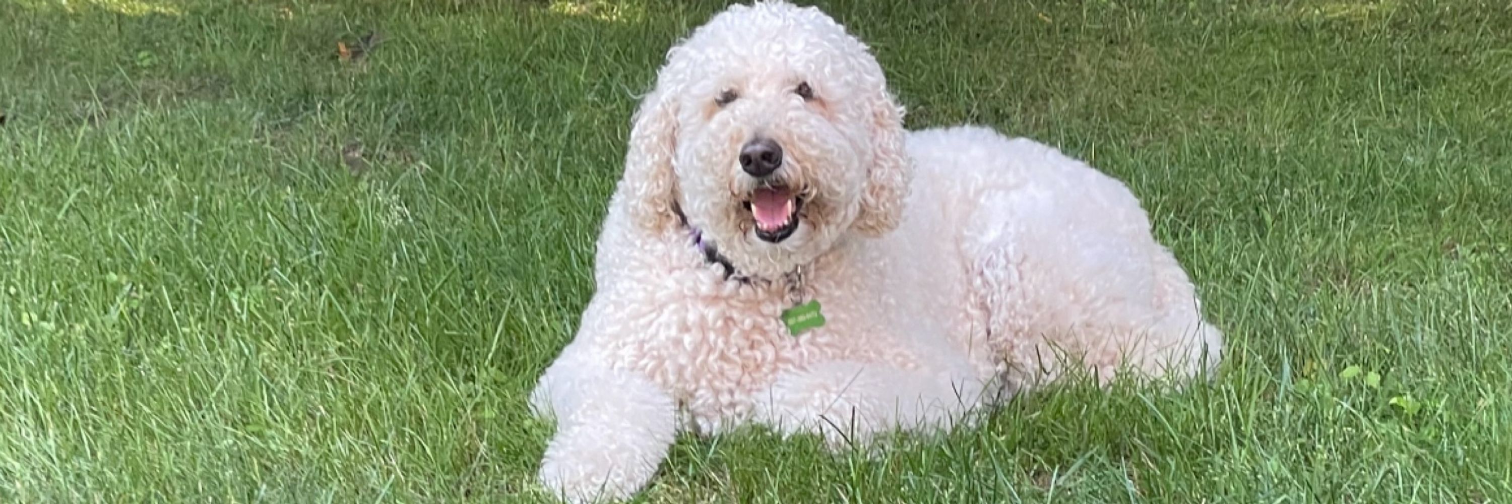 Dani