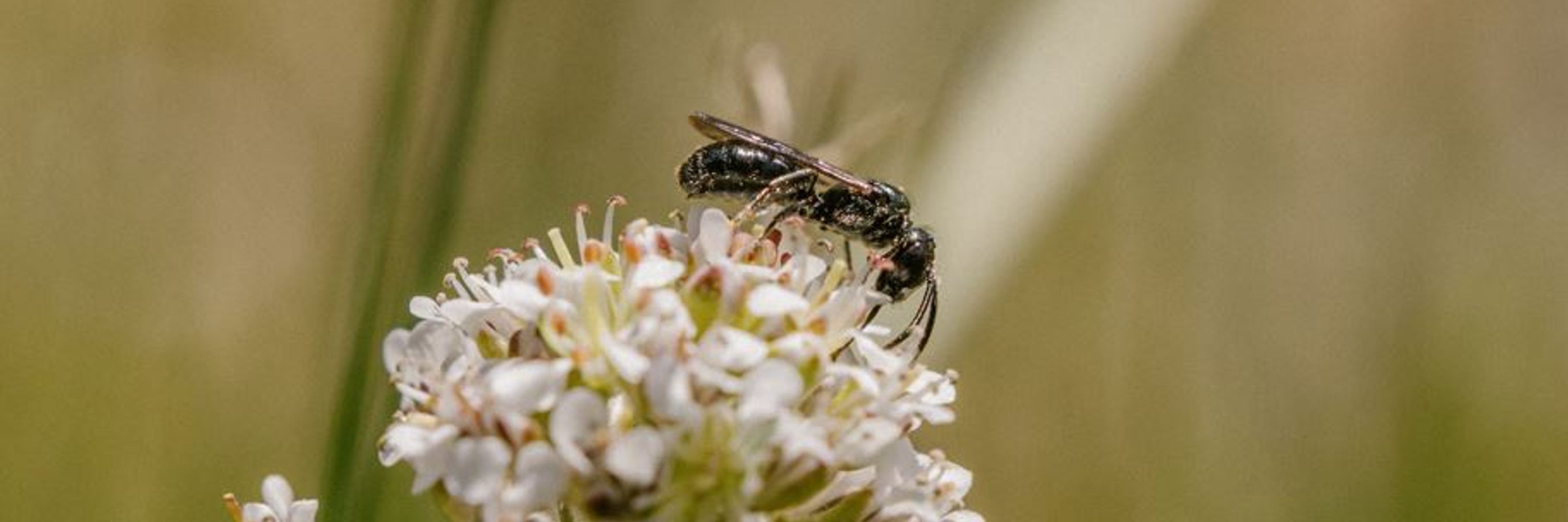 Native Bee Society of BC