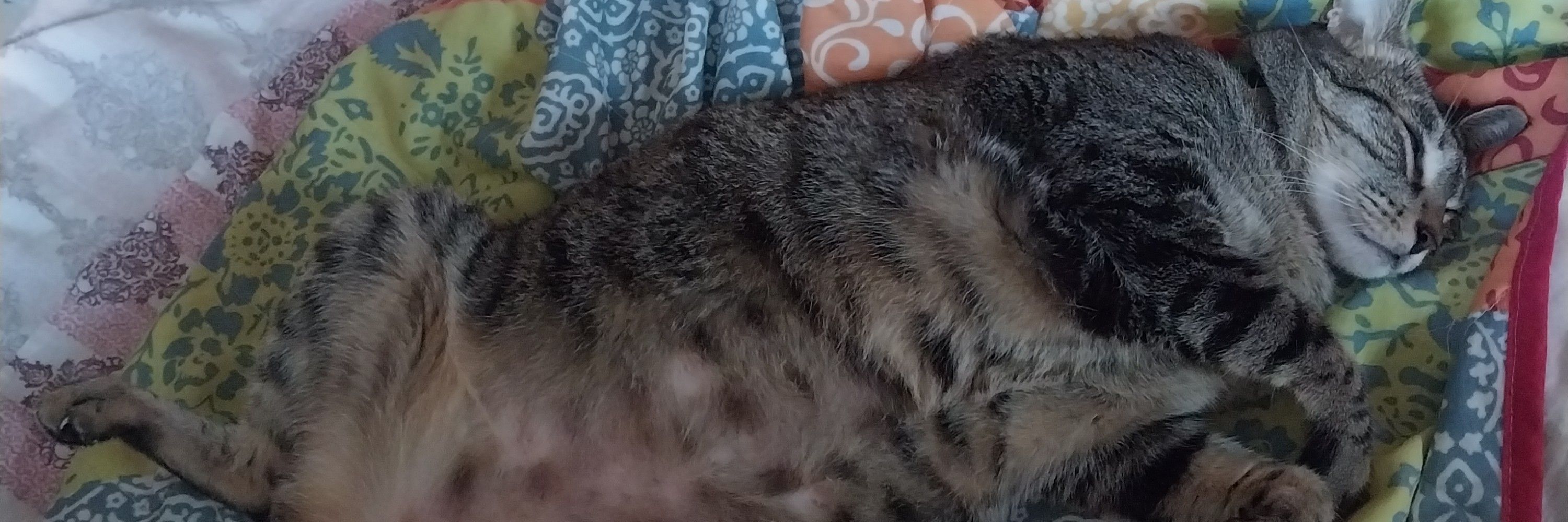 pipipi