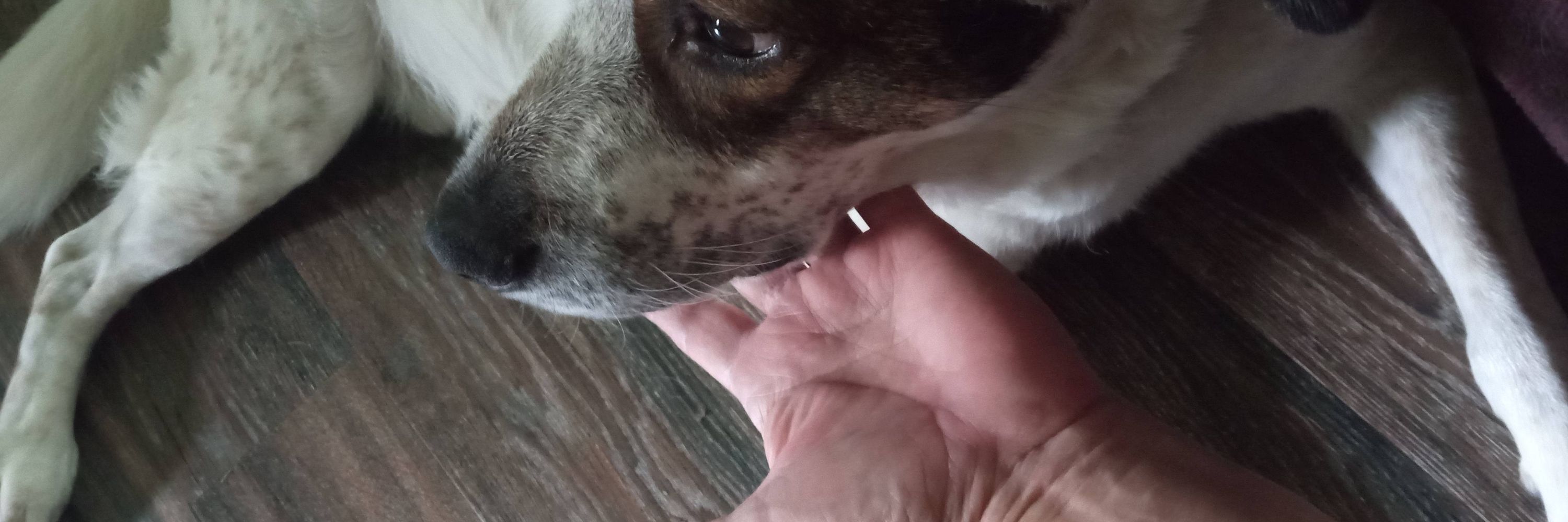 Stray Bird Dog