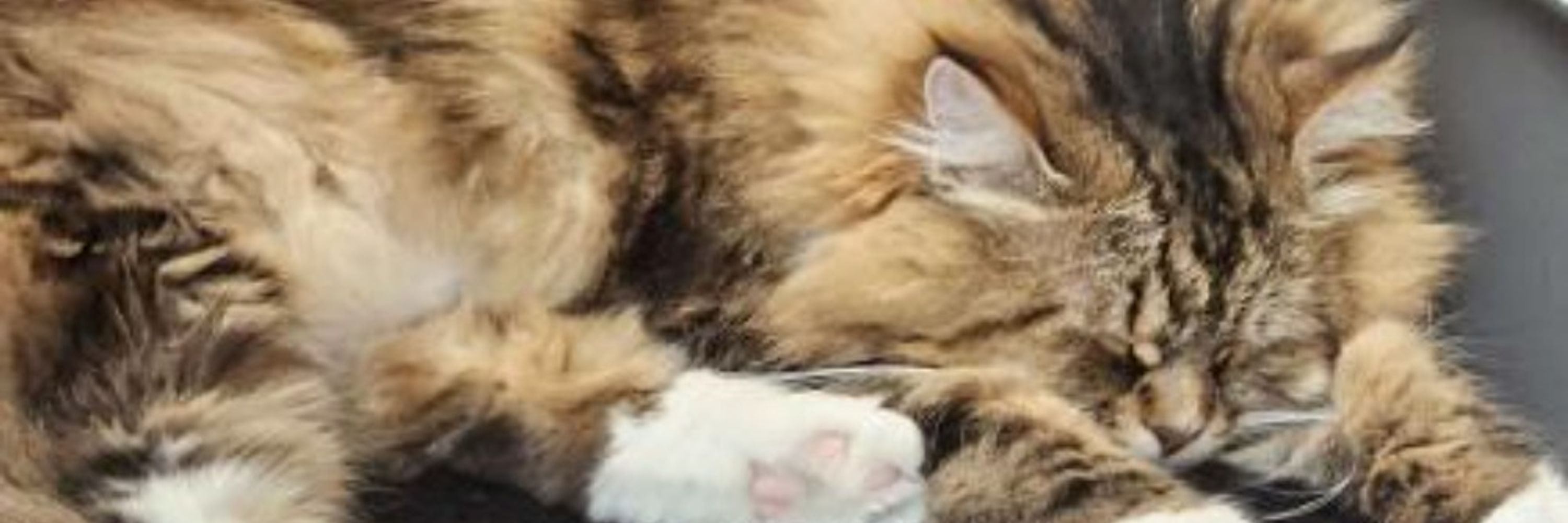 Cattowitch