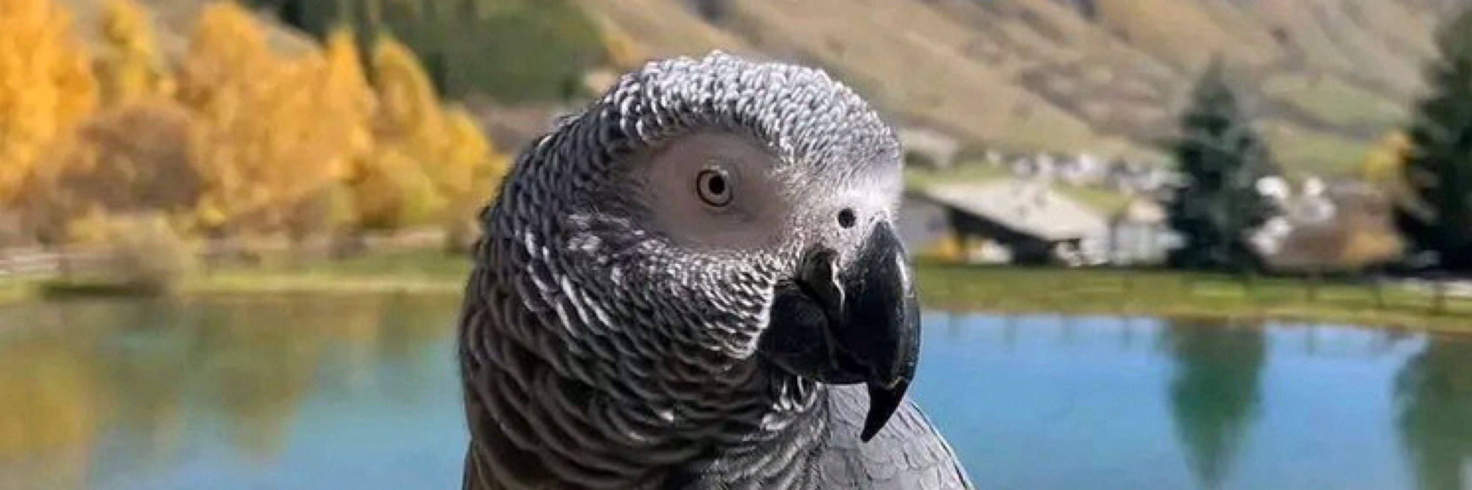Africa gray parrot 🦜