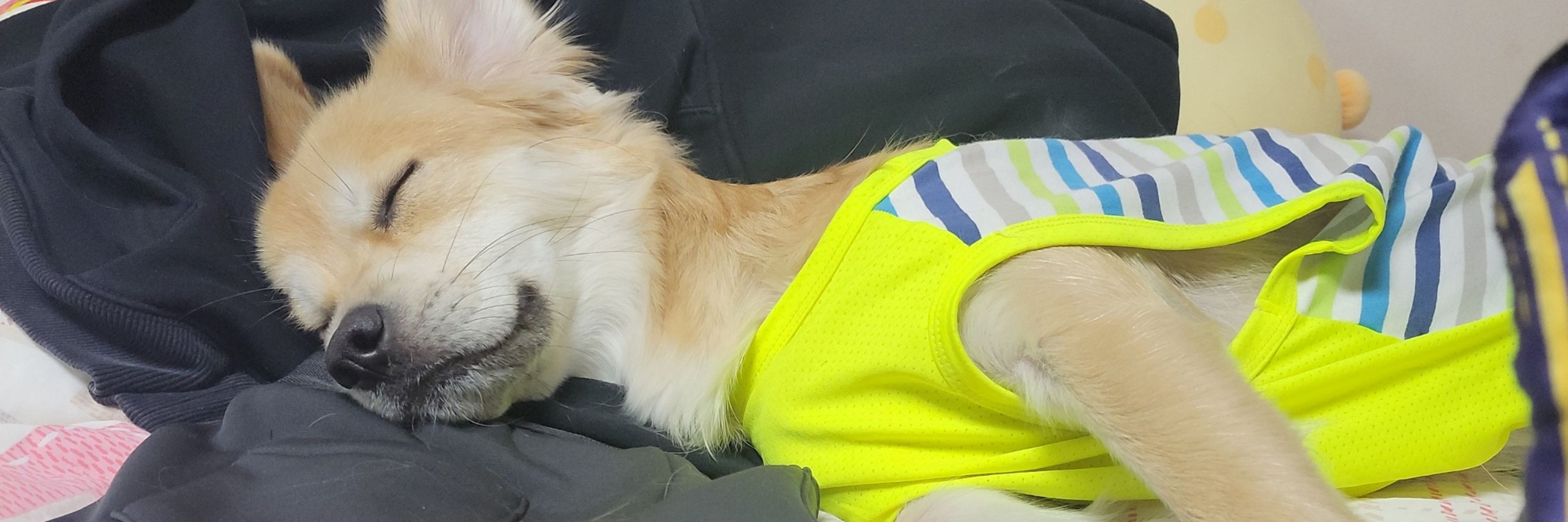 노비좡책