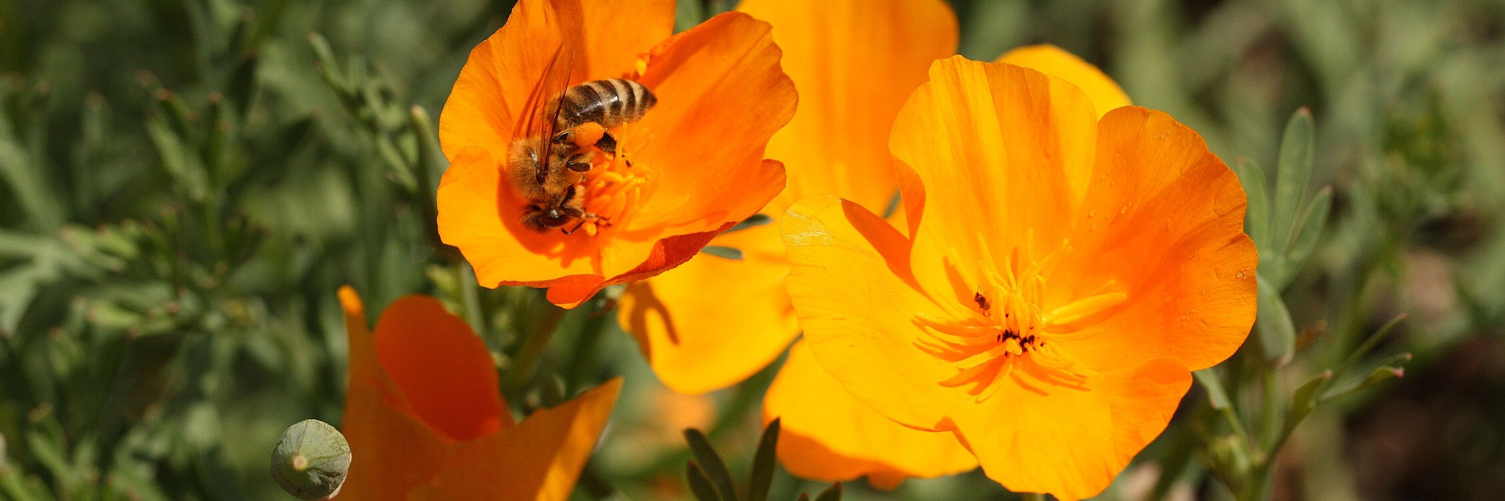 Botanická zahrada Přírodovědecké fakulty Univerzity Karlovy