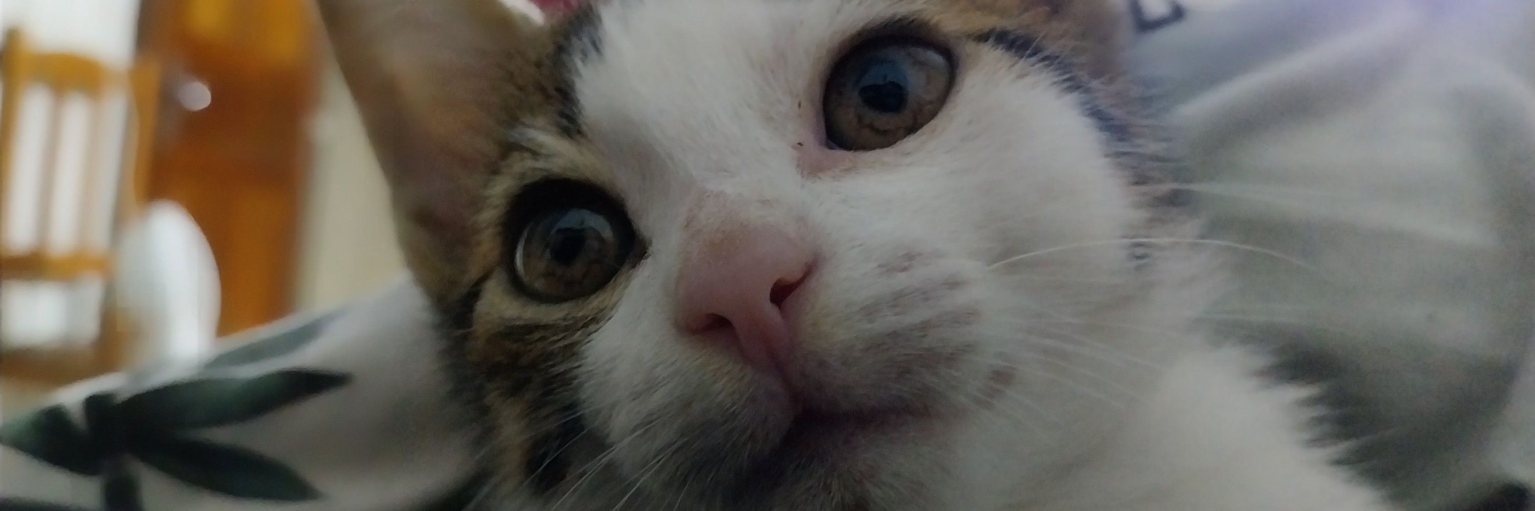 Marii