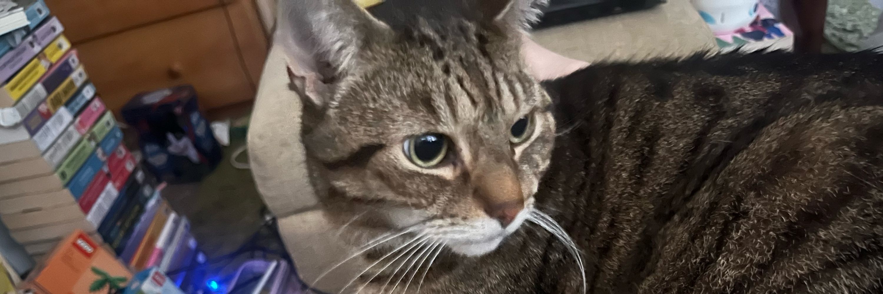QueenyBeanz