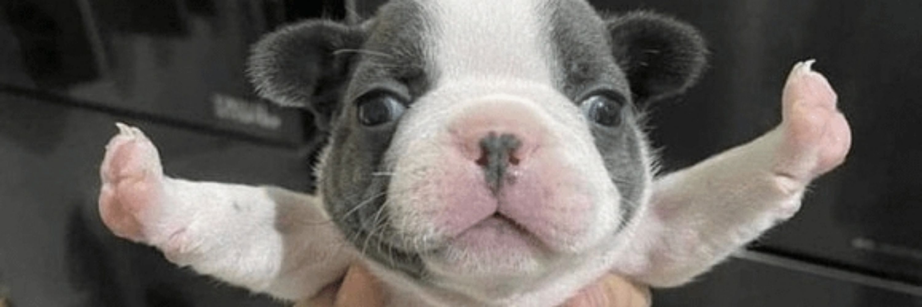 lil baby poopoo