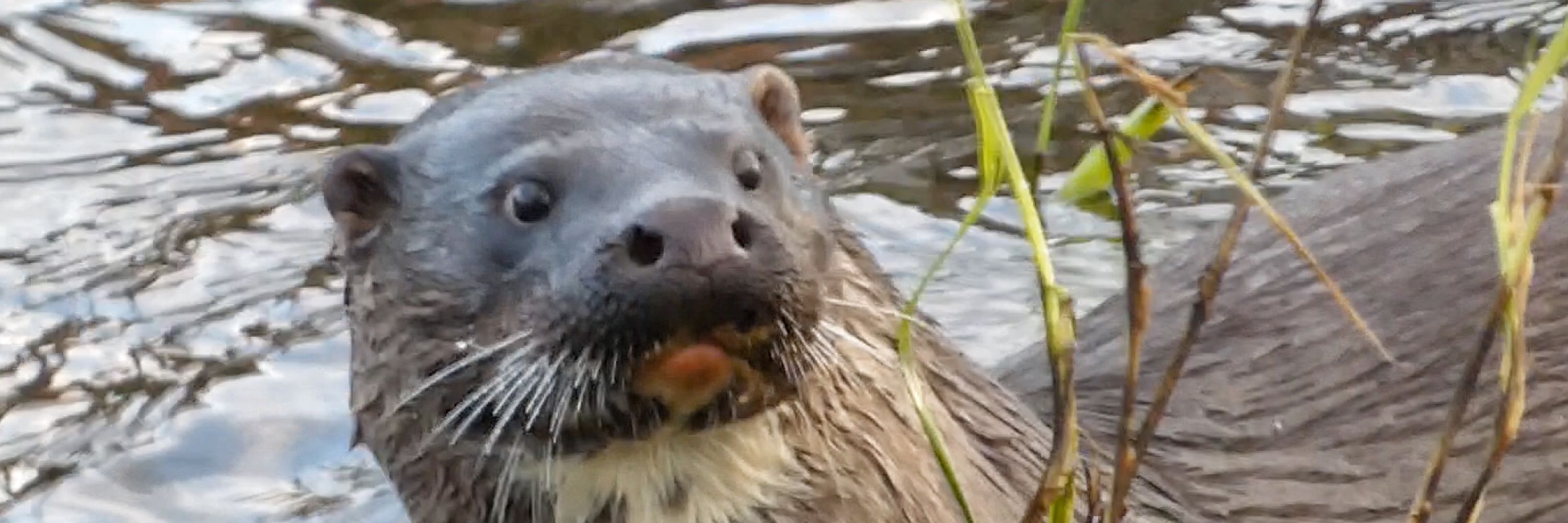 Save Our Bride Otters