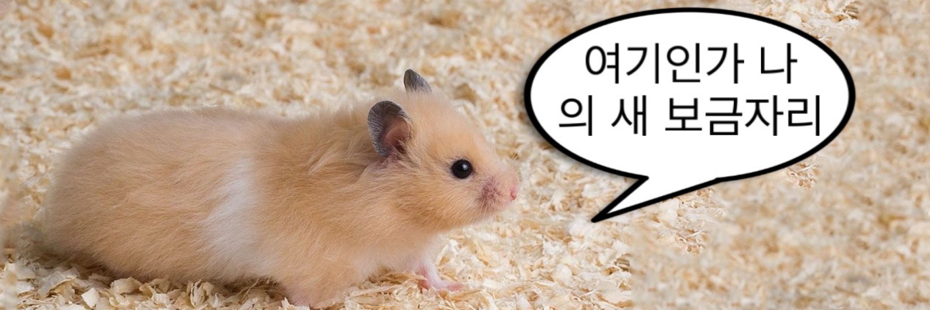 쥑쥑이