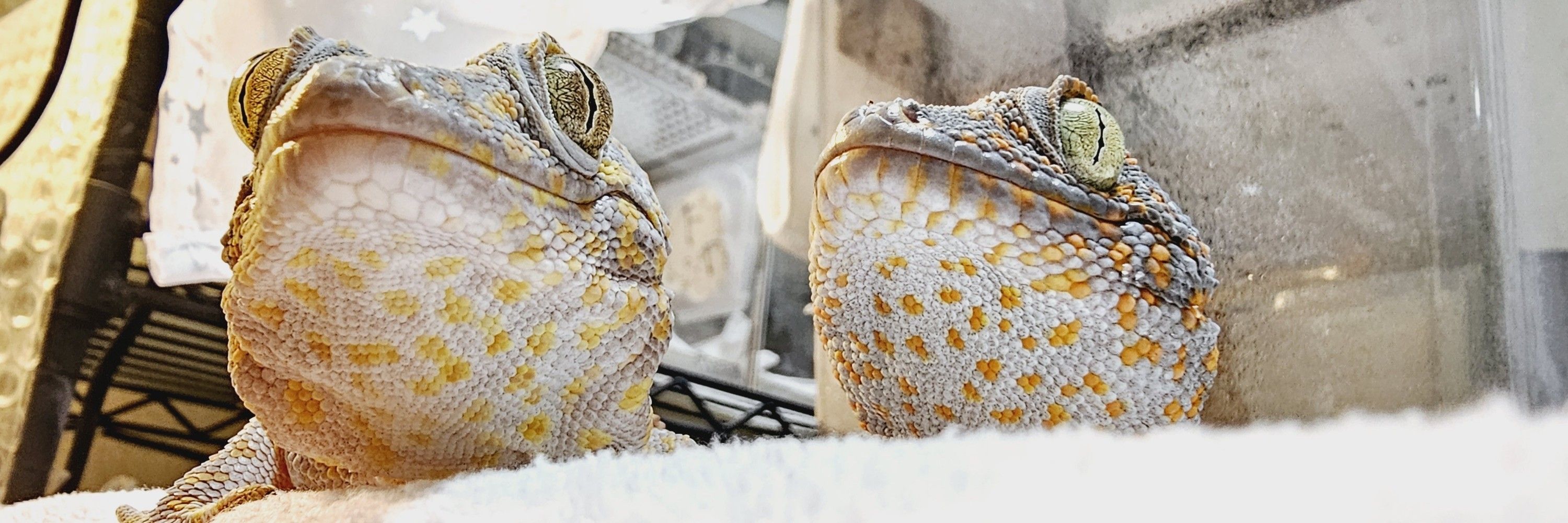 きう