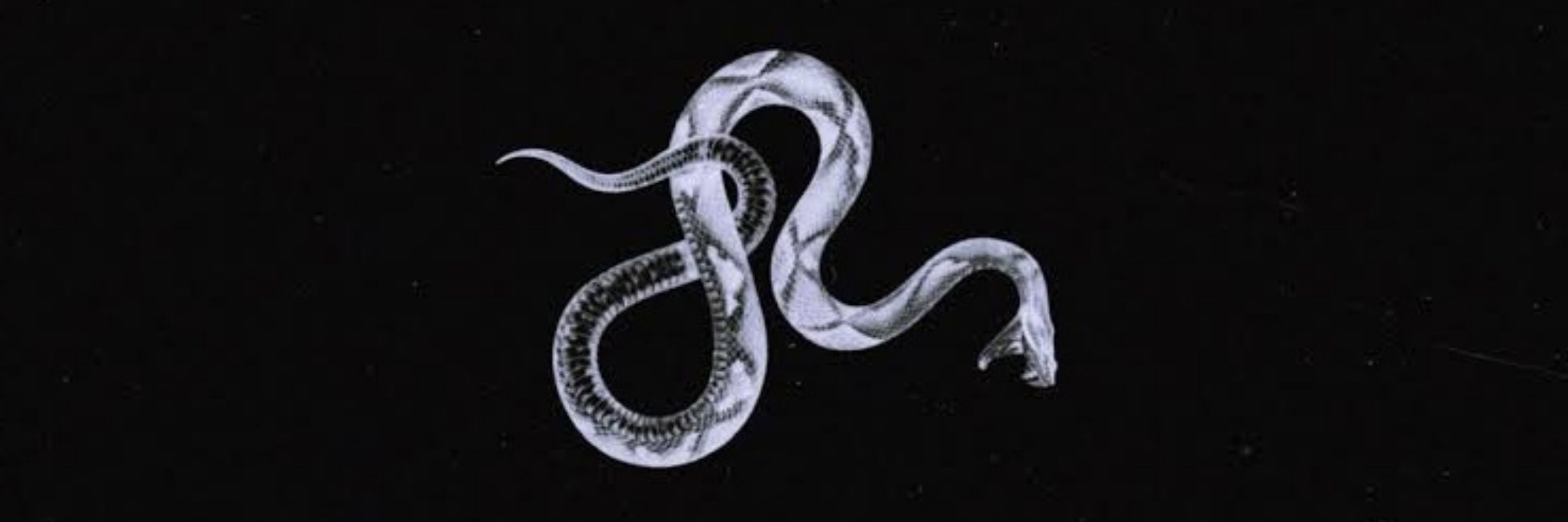 Death Snake 🐍🔥