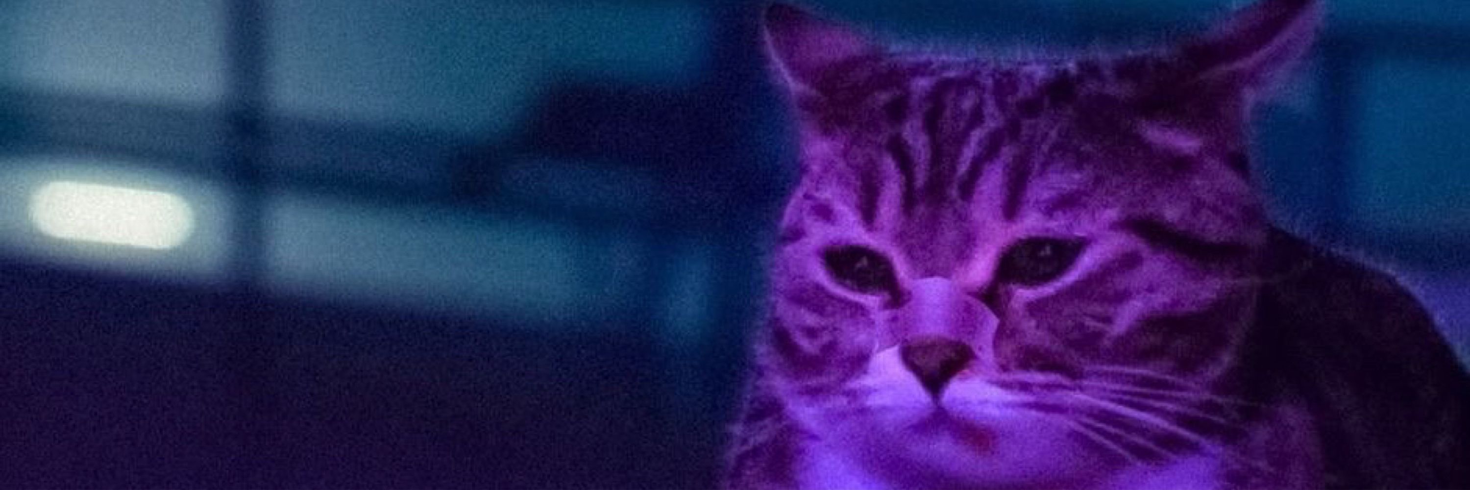 Kira ✨