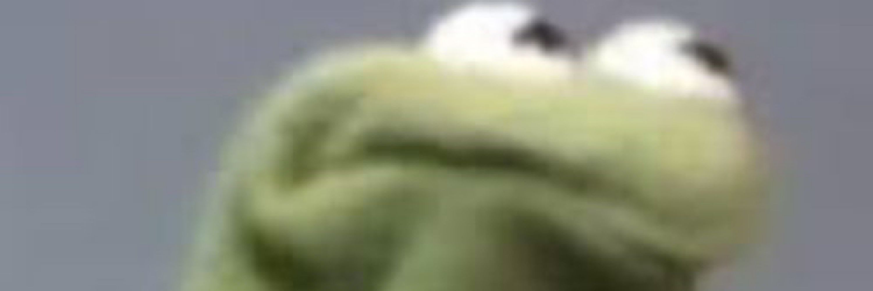 no