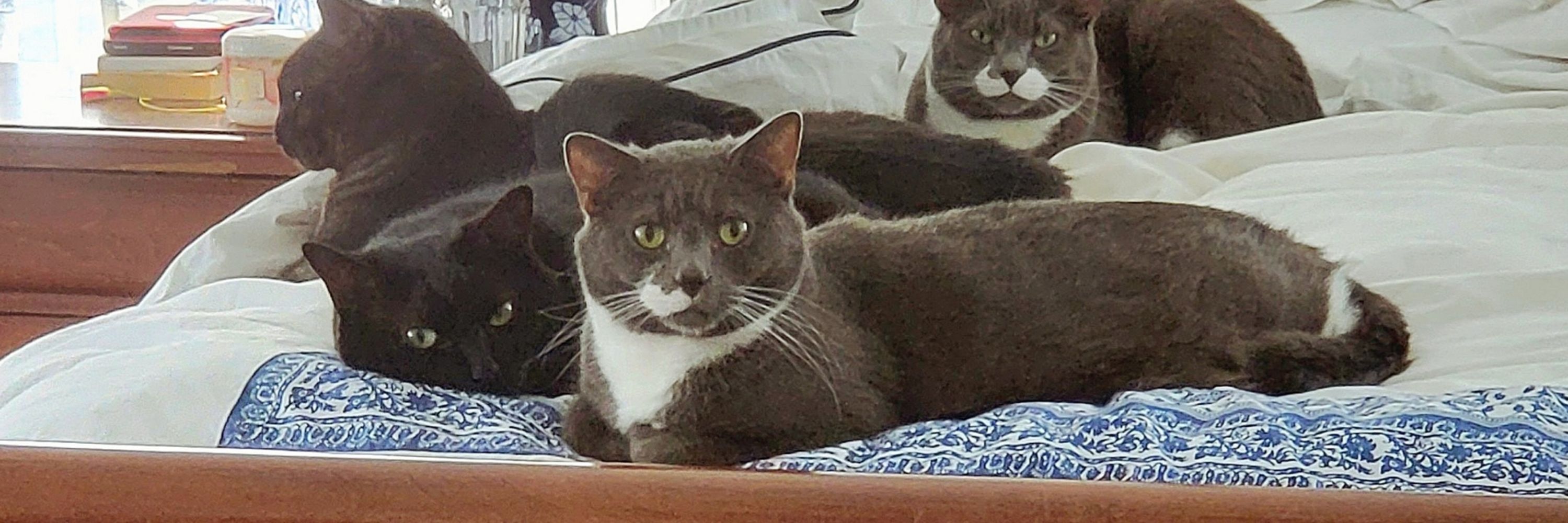 Mo