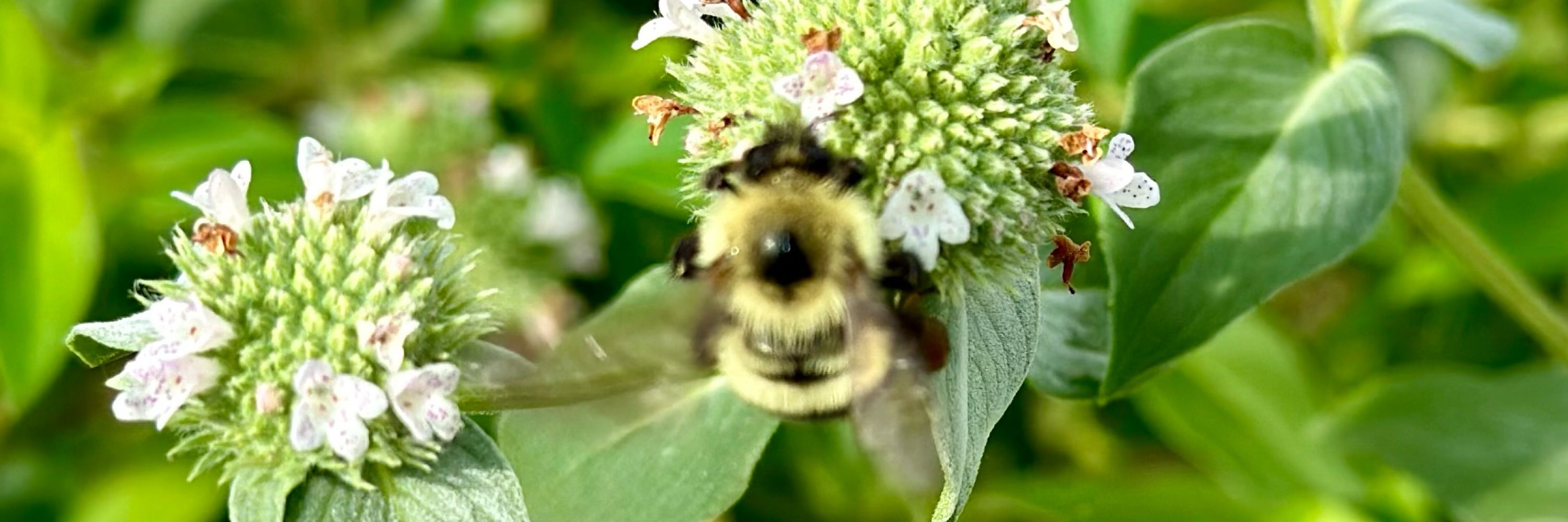 Solidago