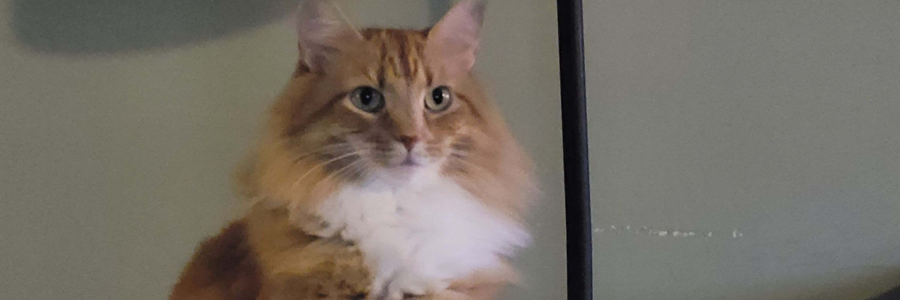 Murphy