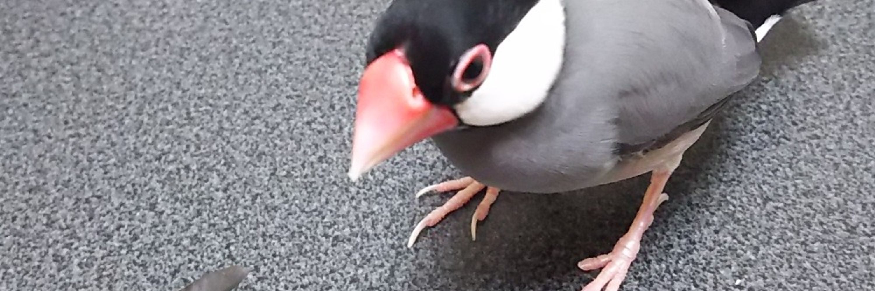 あるし