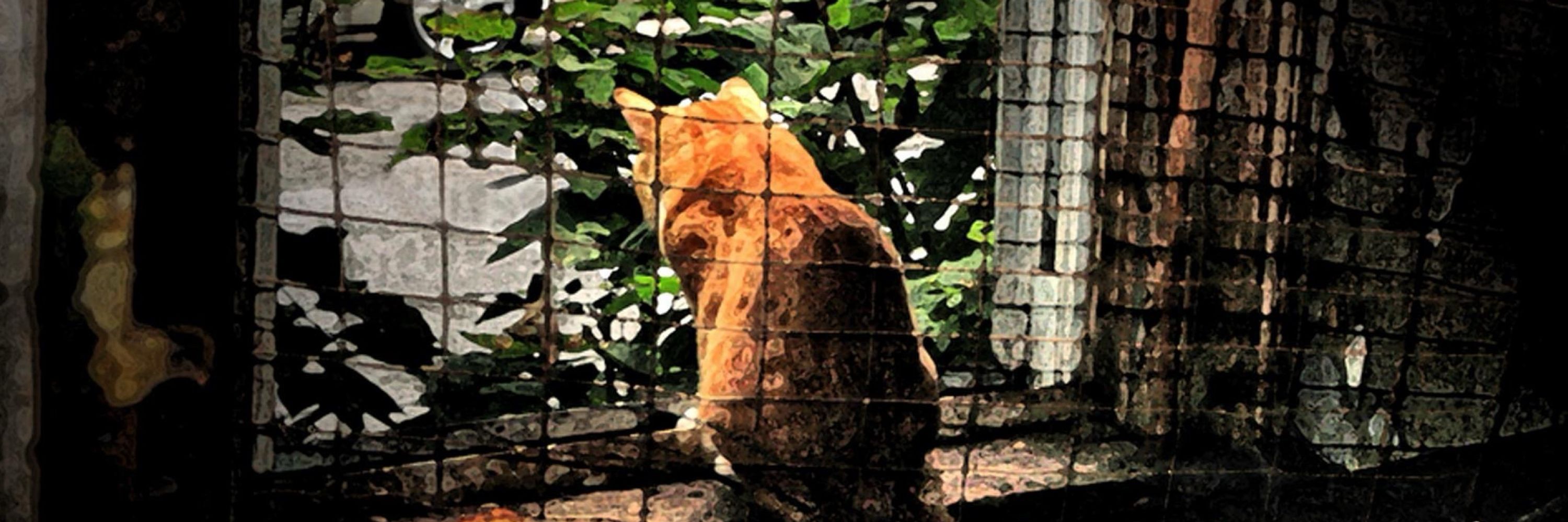Orange Street Cats