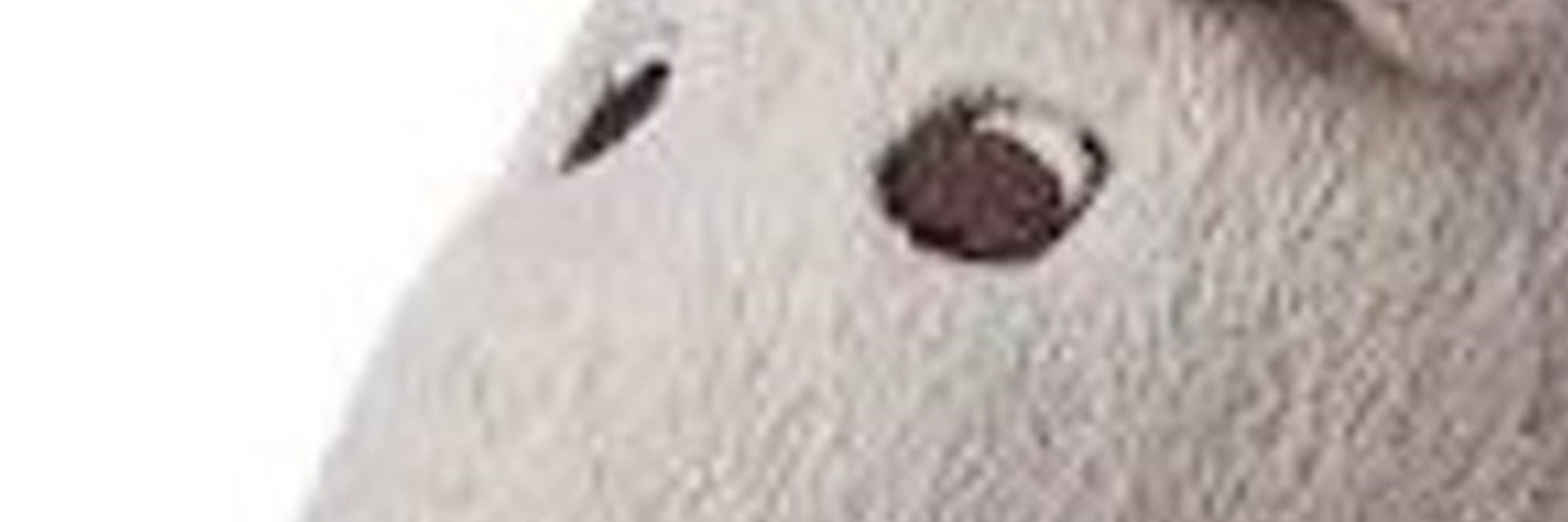 Squeakfu