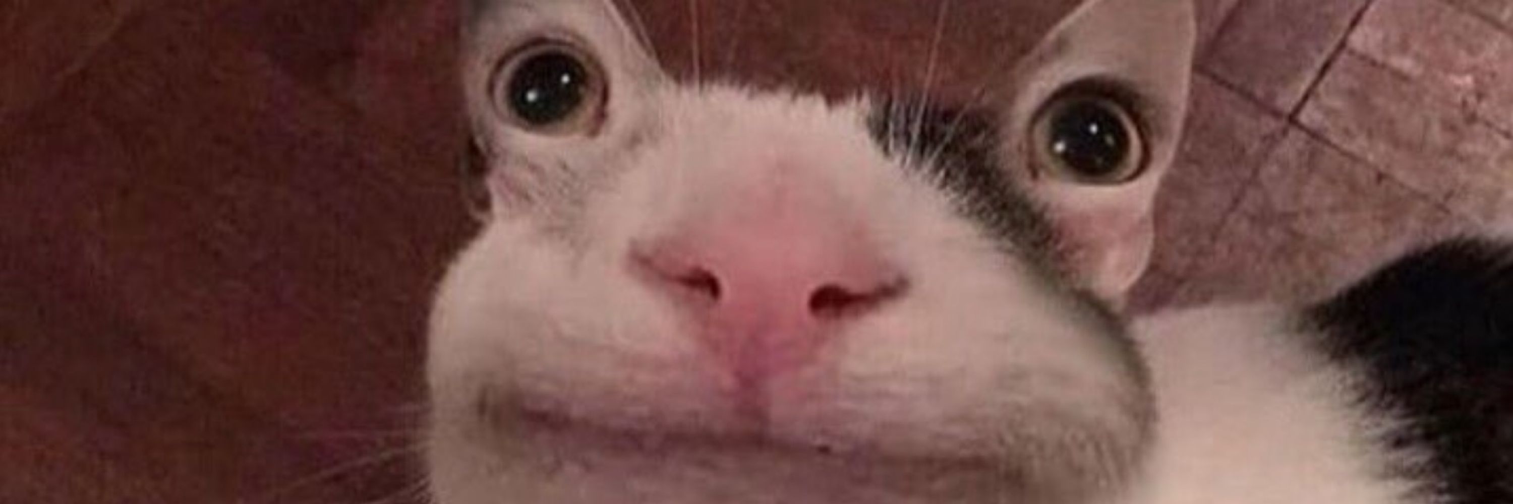 Hafþór Óli