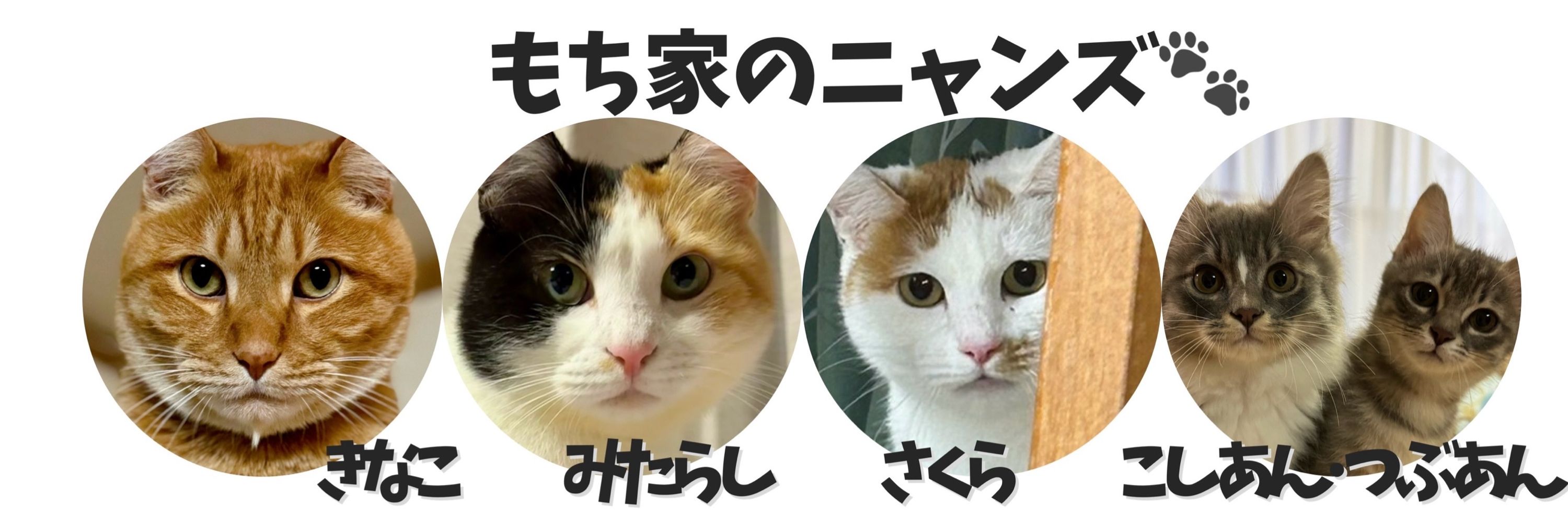 もち家のニャンズ