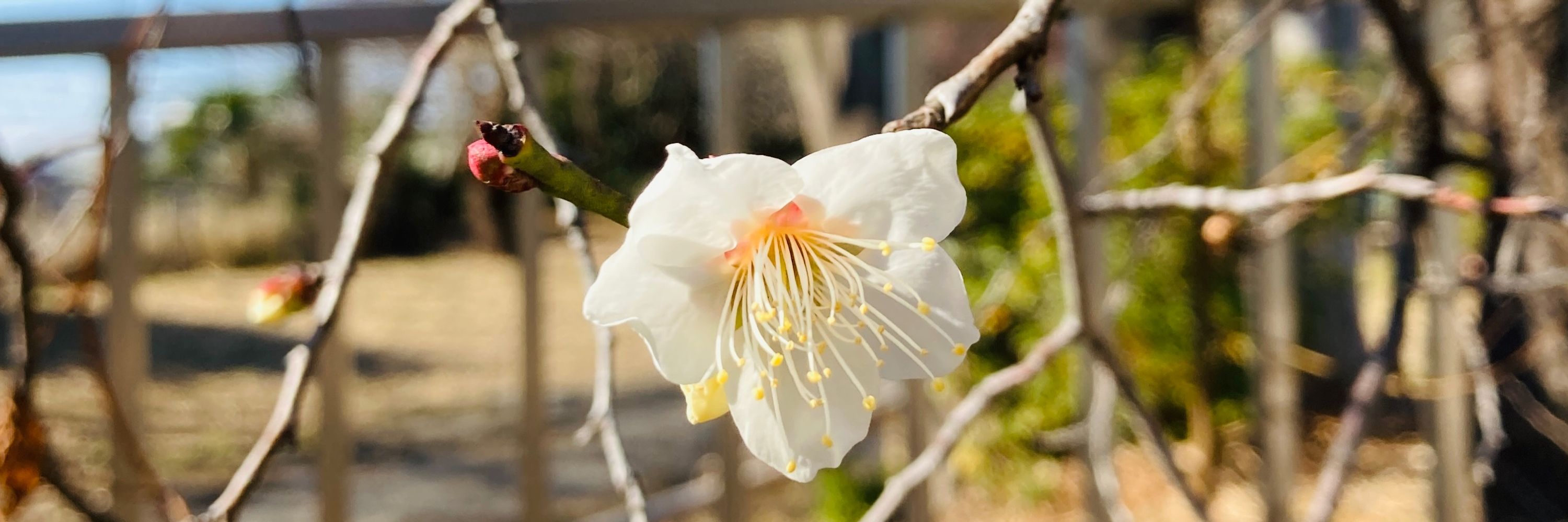 岡本