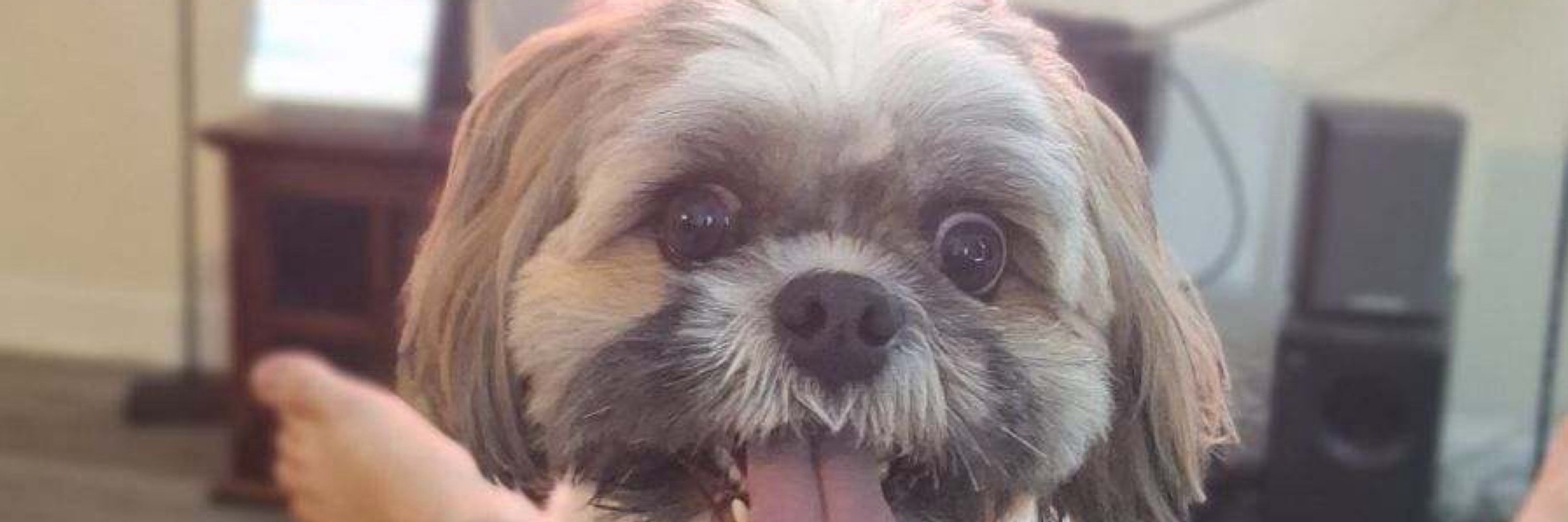 Koko